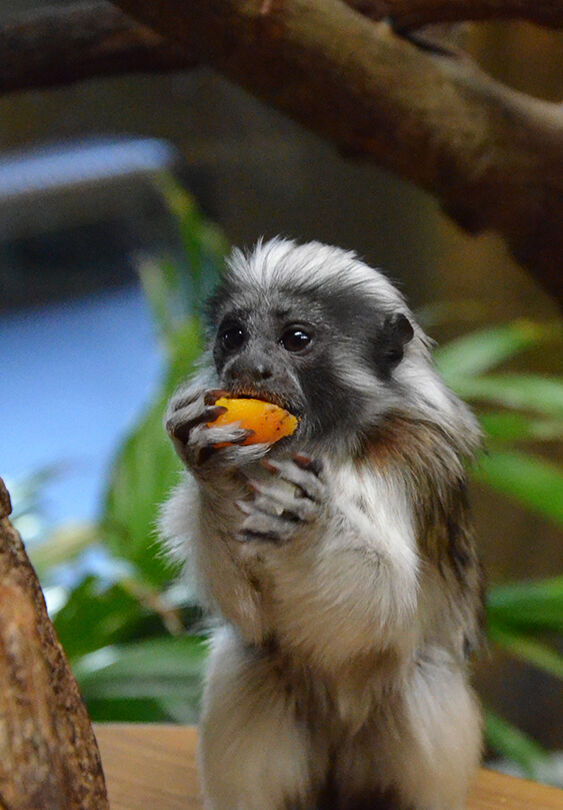 Tamarin Feedings