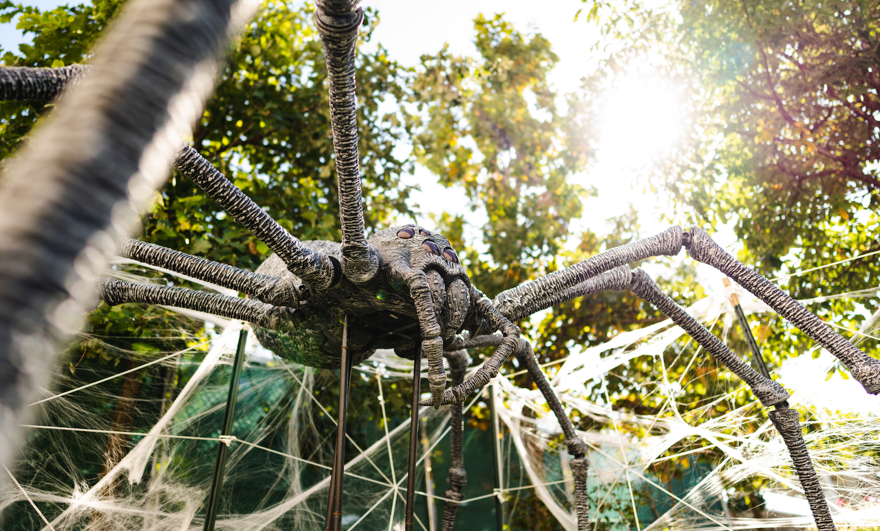 Giant crab spider