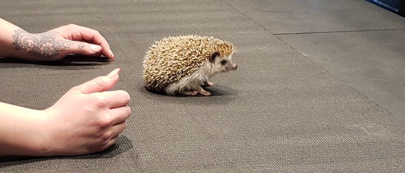 African Pygmy Hedgehog