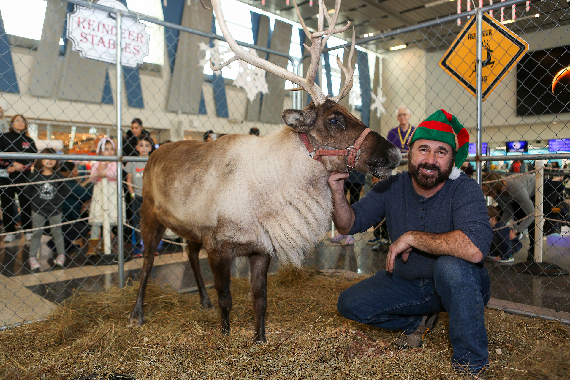 Reindeer