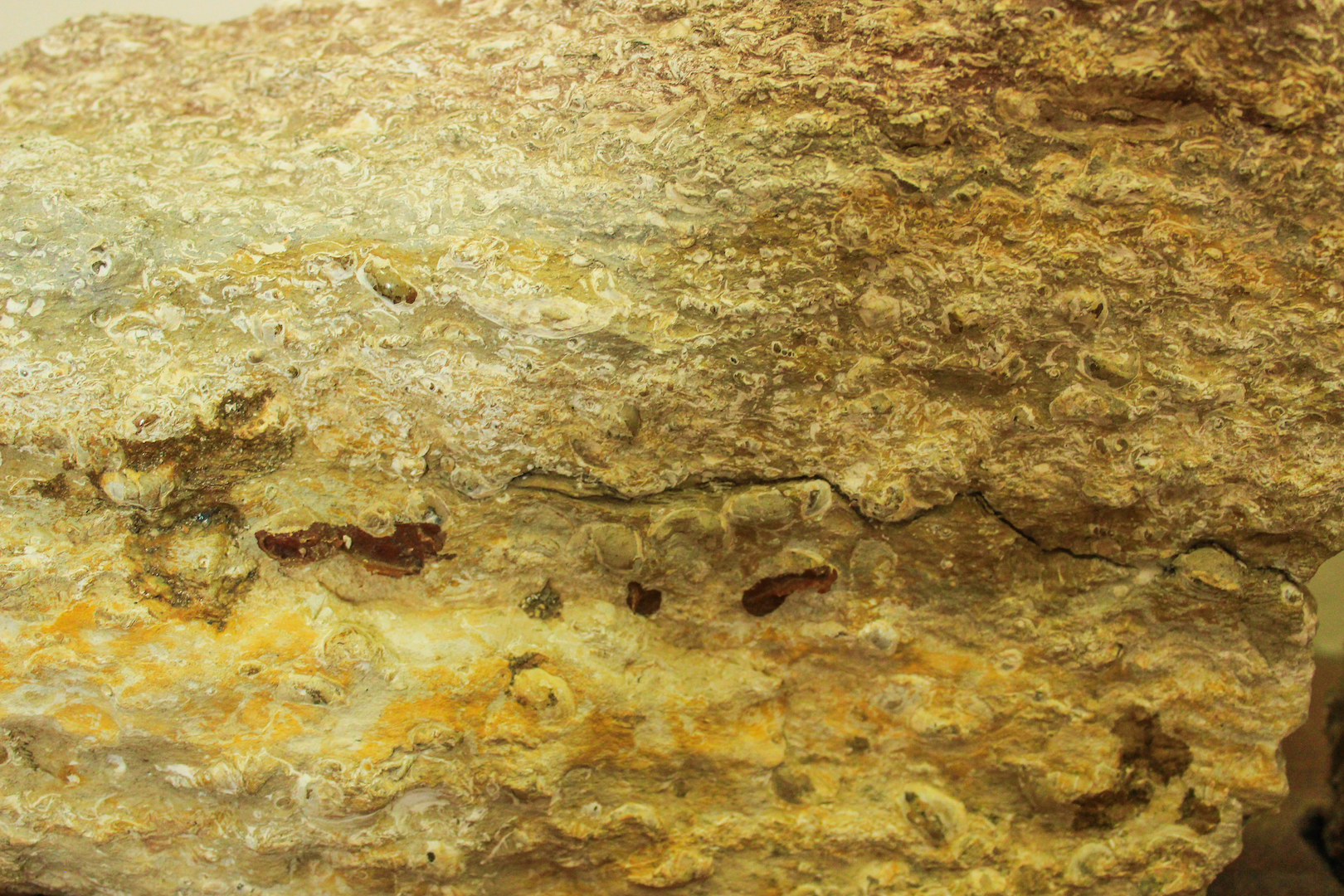 Marl with fossils in it