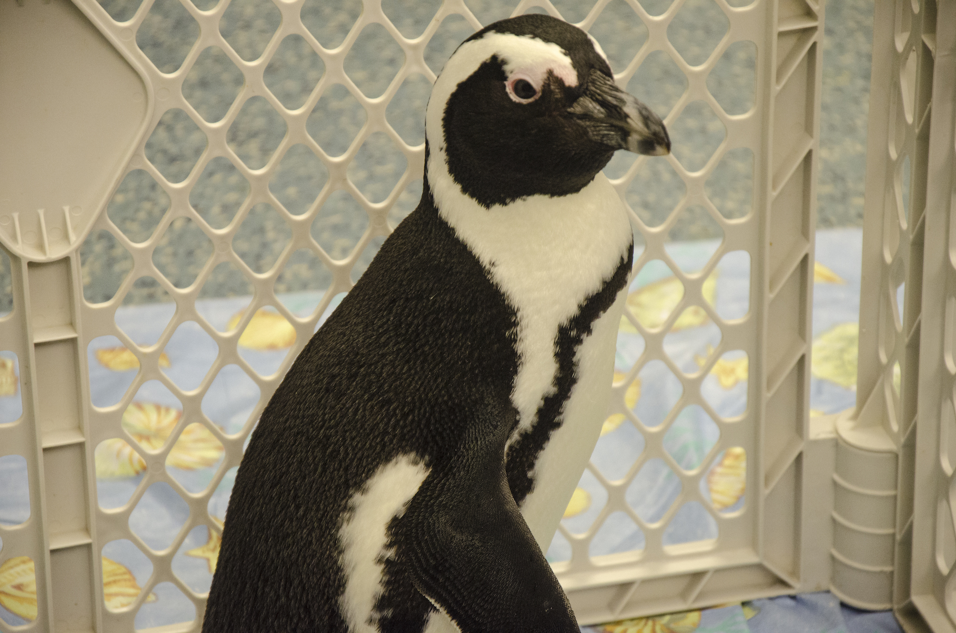 African penguin