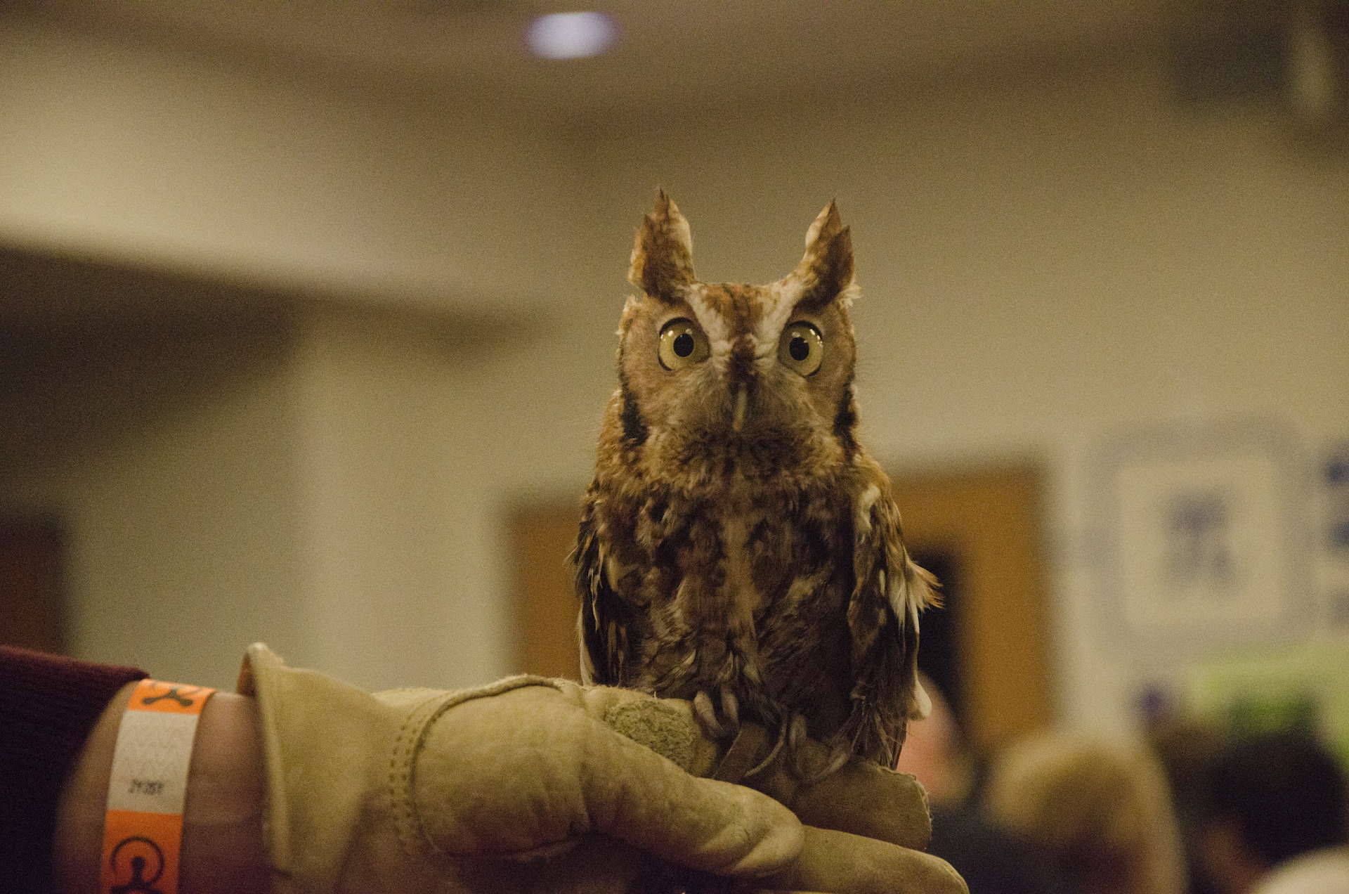 Eastern screech owl