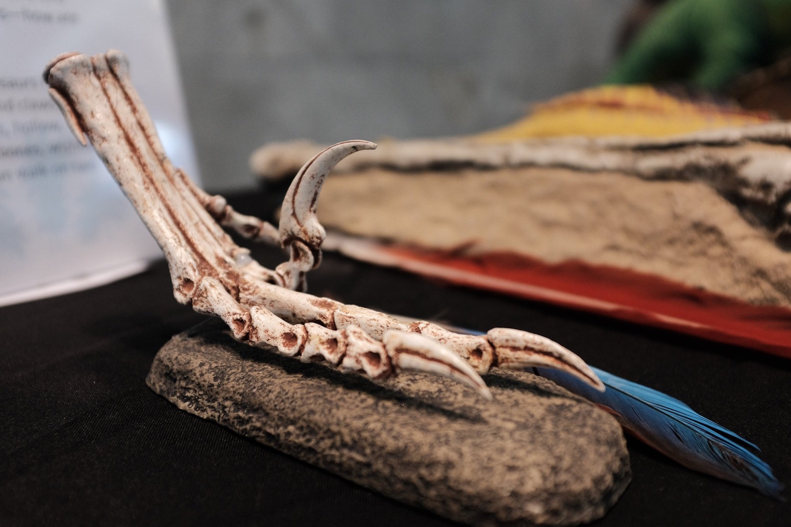 Various items at the animal artifacts table