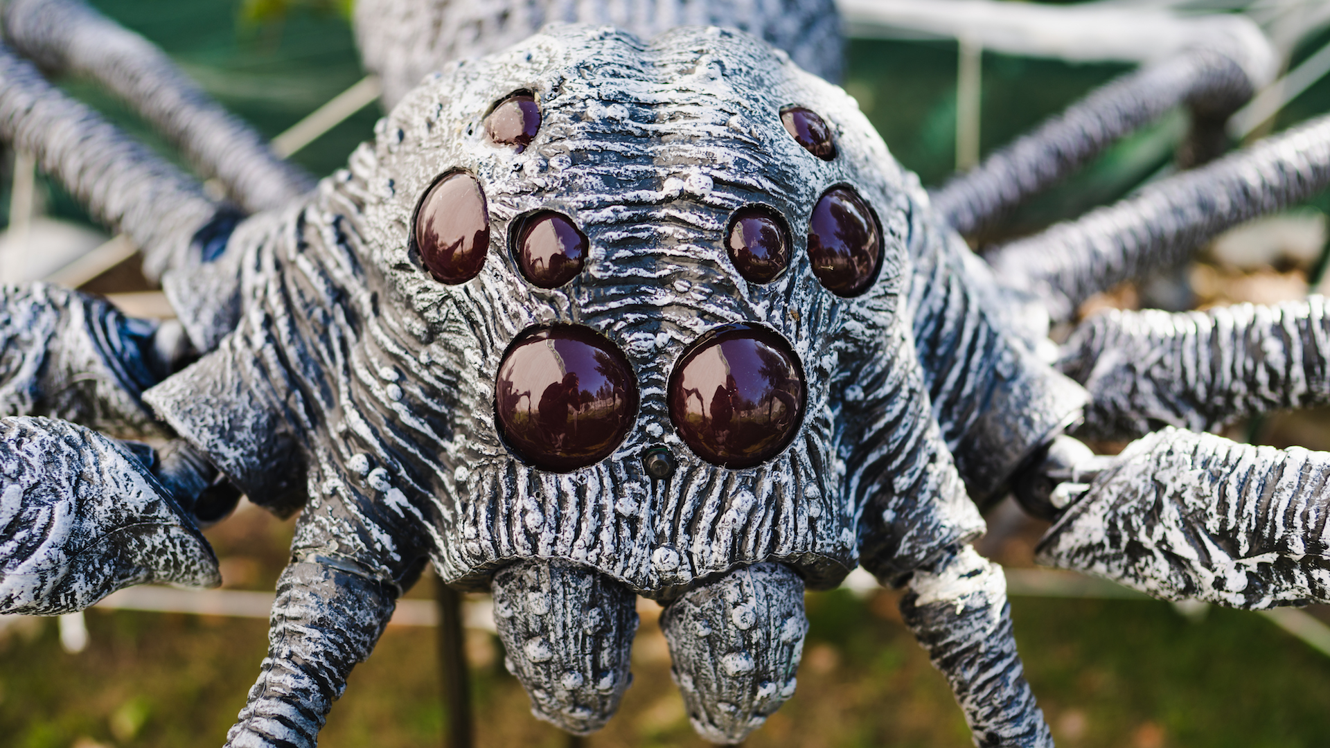 Eyes of the giant crab spider