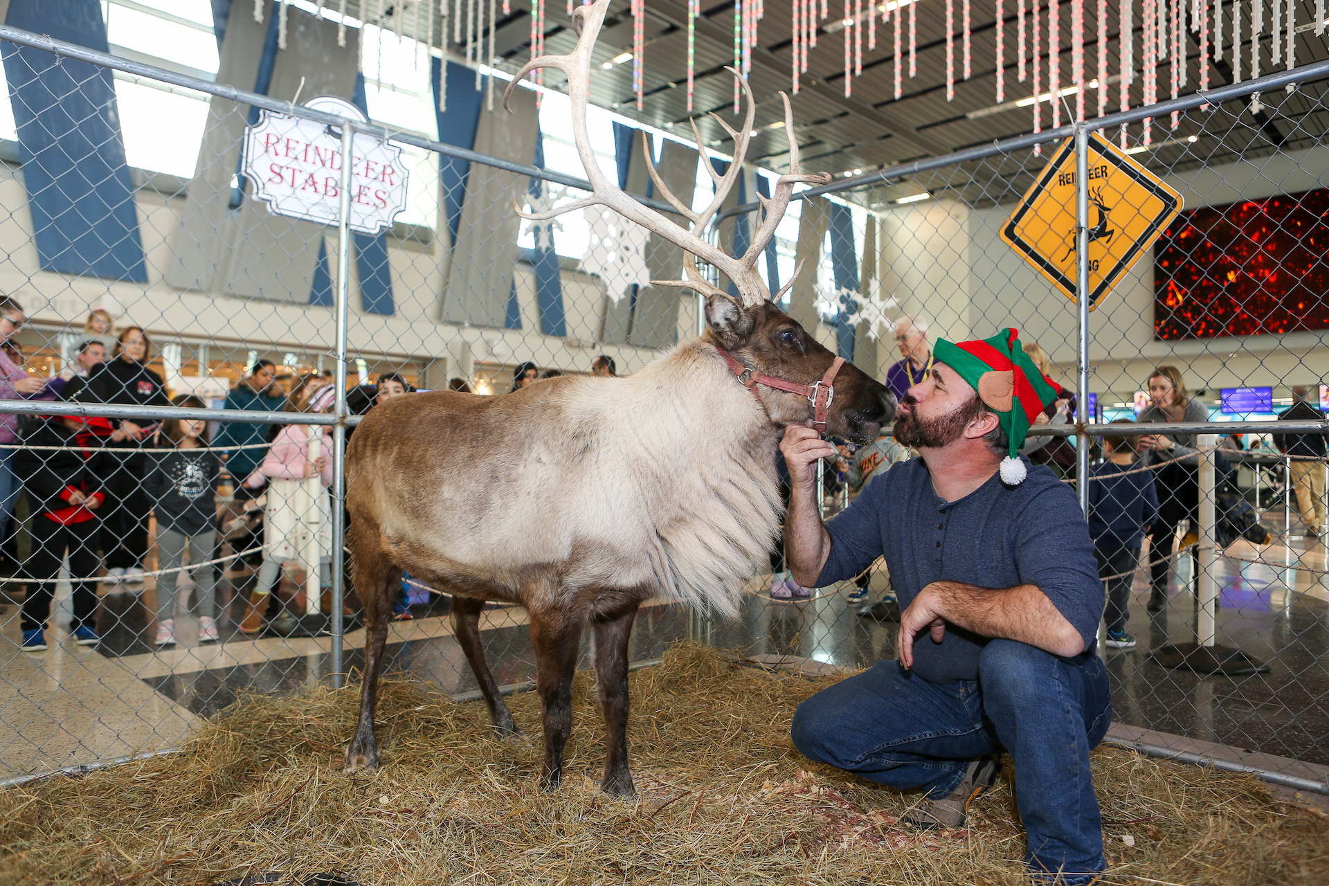 Reindeer with animal handler