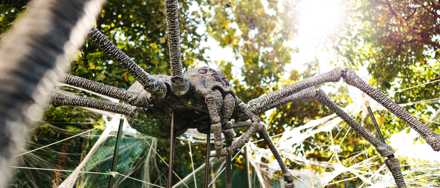 Giant crab spider