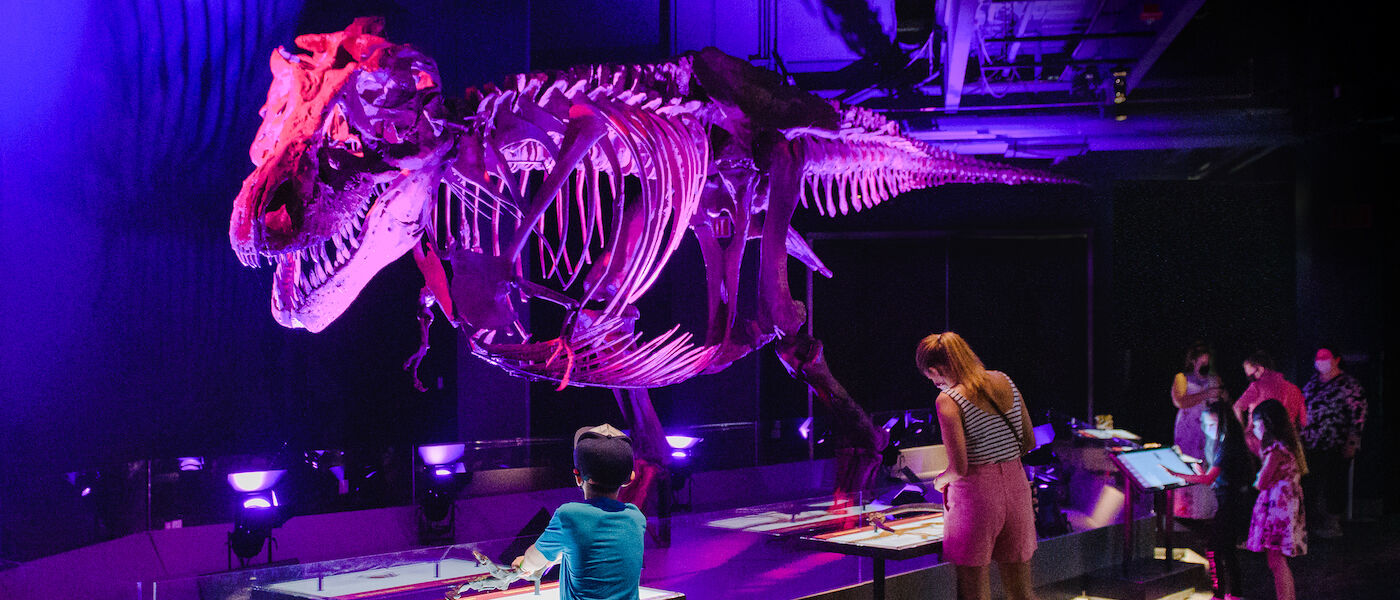 SUE: the T. rex