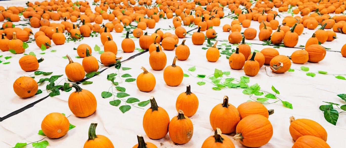 Indoor pumpkin patch