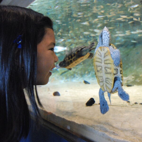 Girl looking at animals in Our Hudson Home