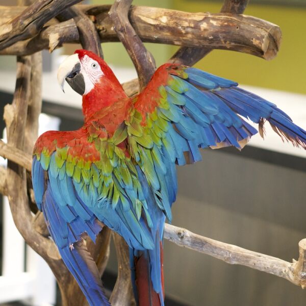 Green-winged macaw